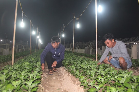 Nông dân Nghệ An chong điện chăm hoa Tết trong giá rét