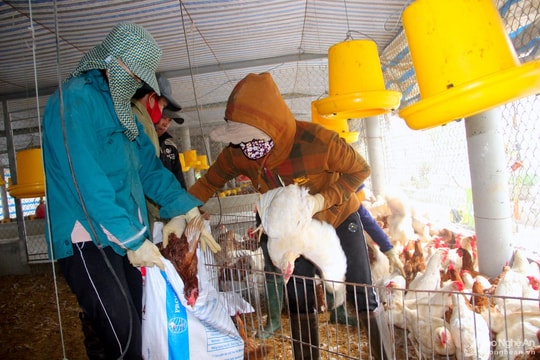 Cảnh báo nguy cơ cao dịch bệnh gia súc, gia cầm bùng phát dịp cuối năm 