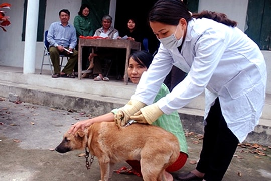 Tỷ lệ tiêm phòng vắc-xin dại ở Nghệ An chỉ đạt dưới 30%