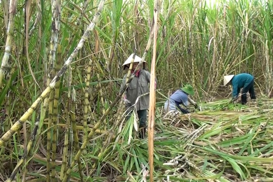 Giá mua mía vùng Nghĩa Đàn, Quỳ Hợp tăng hơn 60 ngàn đồng/tấn so với niên vụ 2019-2020