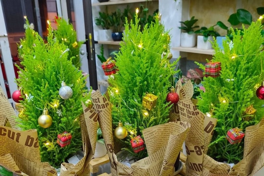 Tùng thơm đắt khách dịp Giáng sinh 