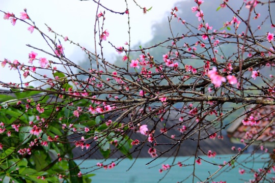 Đào bung nở trước 2 tháng, người dân vùng cao Nghệ An lo mất Tết
