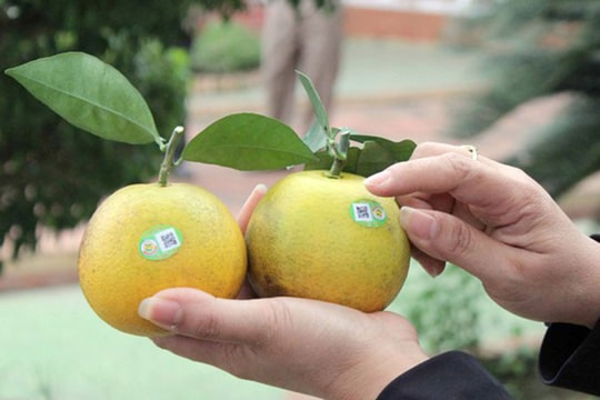 Lưu ý về dán tem nâng giá trị cam Vinh