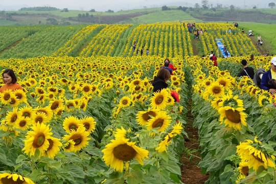 Cánh đồng hoa hướng dương tuyệt đẹp ở Nghệ An chuẩn bị khoe sắc