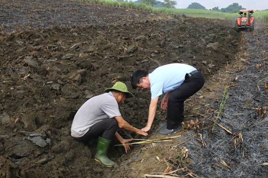 Nông dân Tân Kỳ gắn bó với mía - cây trồng chủ lực