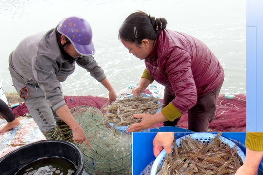 Nông dân Nghệ An tăng cường sản xuất thực phẩm, nông sản an toàn
