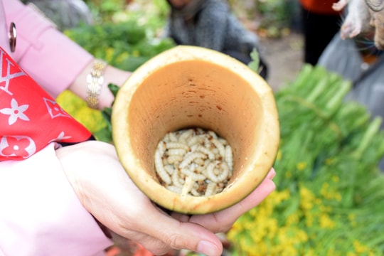 Sâu măng, chuột rừng 'bán lẻ' ở vùng cao Nghệ An đắt khách trong giá rét 