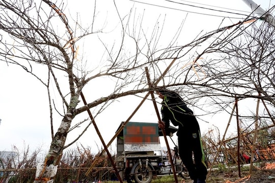 Thủ tướng cấm chặt đào rừng chơi Tết