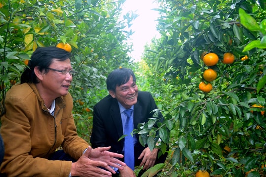Quýt Jeju lần đầu tiên được trồng tại Nghệ An đạt năng suất gần 12 tấn/ha