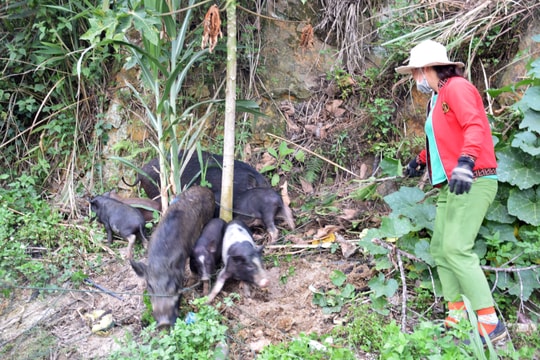 Lợn đặc sản miền Tây Nghệ An khan hiếm, giá 200.000 đồng/kg