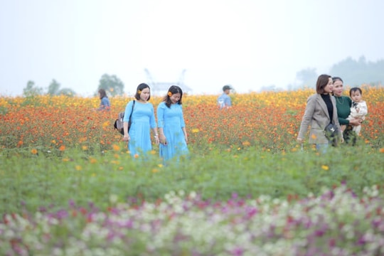 Sức hút 'miền hoa' ở Nghệ An với du khách dịp cuối năm