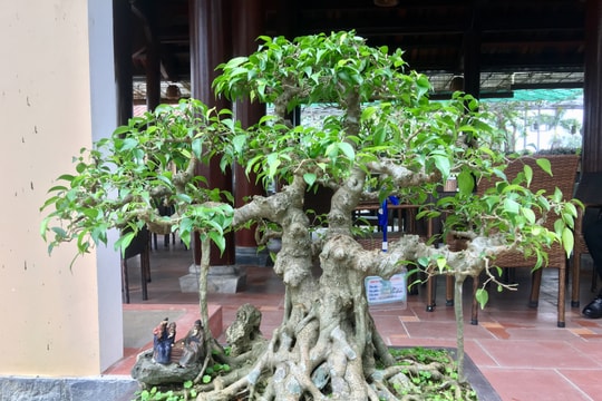 Cận cảnh những cây bonsai độc đáo của người dân xứ Lường