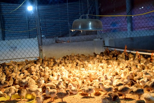 Nông dân Nghệ An đốt than sưởi ấm cho gà ngày rét