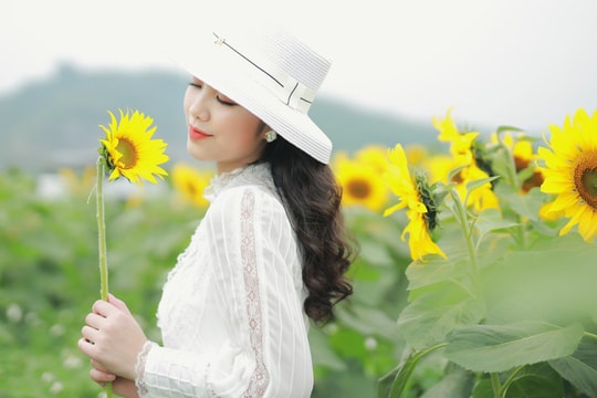 Rực rỡ cánh đồng hoa hướng dương Nghệ An - điểm du lịch hấp dẫn