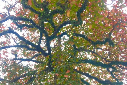 Vẻ đẹp nao lòng mùa lá đỏ của cây bàng cổ gần 250 tuổi