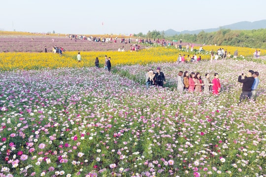 Hàng nghìn du khách đổ về cánh đồng hoa ở Nghệ An trong ngày đầu năm