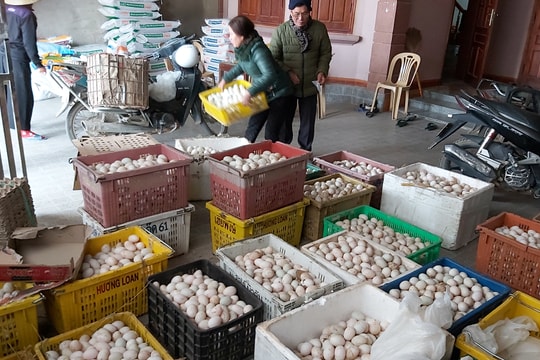 Nghệ An: Trứng vịt giảm sát đáy vẫn khó tiêu thụ