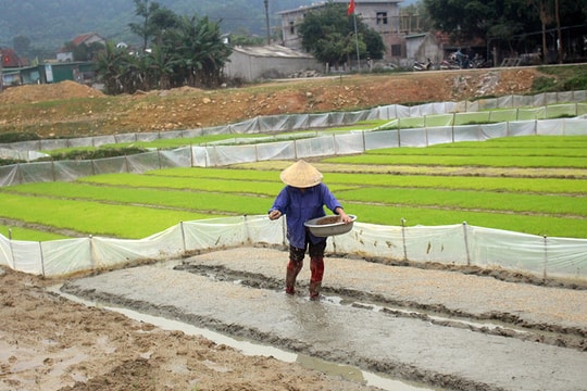 Nông nghiệp Nghệ An lên phương án ứng phó kịp thời khi rét đậm, rét hại kéo dài