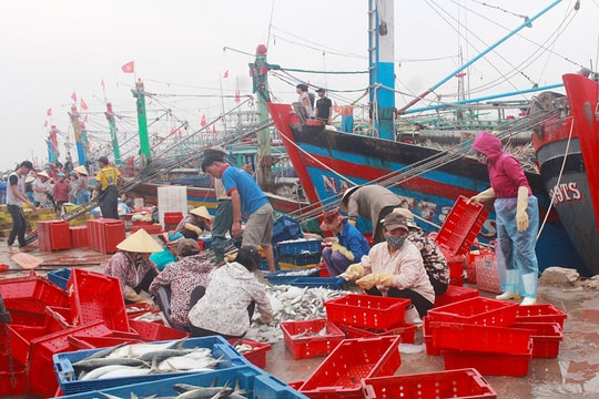 Nghệ An cần tạo chuyển biến mạnh trong thực hiện phòng, chống khai thác hải sản bất hợp pháp 