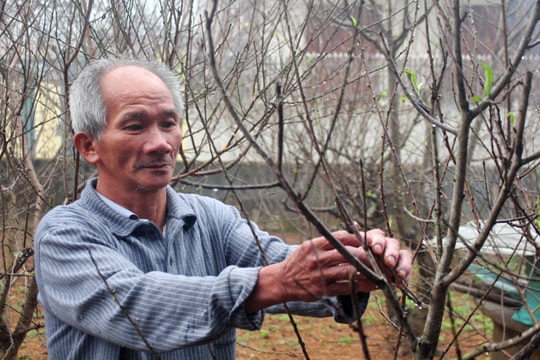 Rét đậm 'hãm' hoa nở sớm, người trồng đào khấp khởi chờ bán Tết