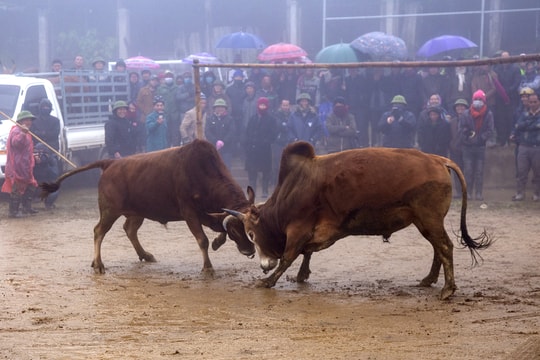 Người dân rẻo cao Nghệ An đội sương mù, giá rét xem chọi bò