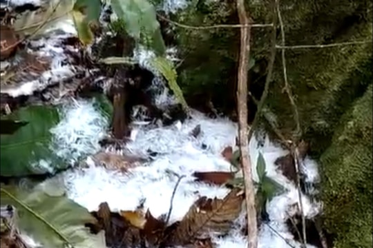 Tuyết rơi trong rừng Mường Ải (Kỳ Sơn)