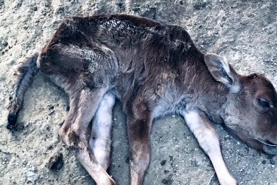 Hàng trăm con trâu, bò ở vùng cao Nghệ An chết vì rét