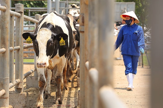 TH true MILK hoàn tất kế hoạch nhập khẩu đàn bò sữa cao sản 4.500 con