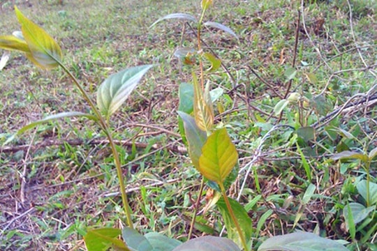 Người phụ nữ tử vong nghi ăn lá ngón trong rừng