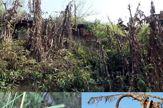 Cây cối ở vùng biên Nghệ An chết khô sau khi băng tan