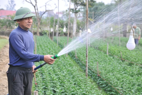 Nhà vườn ở Nghệ An tất bật vào vụ hoa Tết