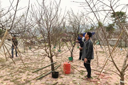 Bộ NN&PTNT: Người dân tự quyết việc khai thác đào ngoài diện tích rừng