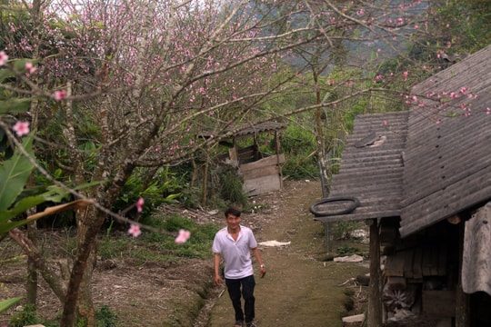 Đào cổ thụ bung nở đón Tết trên bản làng người Mông Nghệ An