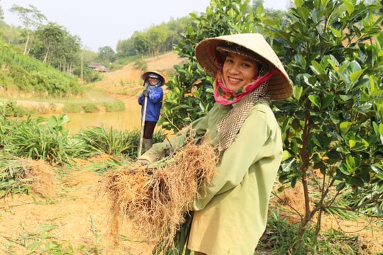 Thơm mùa rễ hương vào vụ Tết