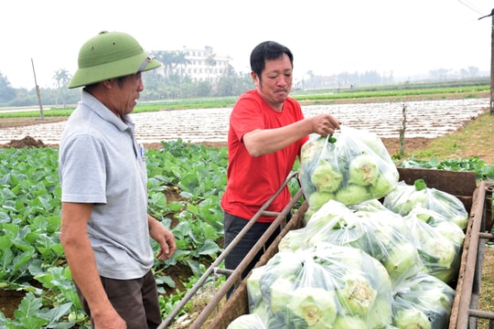 Mỗi sào rau vụ đông, nông dân Nghệ An 'đút túi' hàng chục triệu đồng 