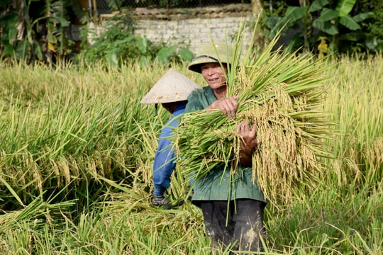 Nghệ An giá lúa tăng chưa từng có, trên 9.000 đồng/kg