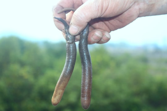 Độc đáo nghề đào 'thần dược' dưới sông ngập mặn ở Nghệ An