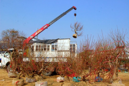 Đào, quất Tết đã ùn ùn đổ về thành Vinh 