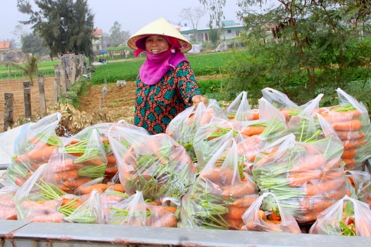 Nông dân Nghệ An thu hơn 400 triệu từ 1 héc-ta cà rốt 