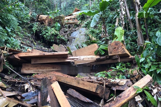 Khởi tố 4 đối tượng lên rừng phòng hộ xẻ gỗ về làm nhà