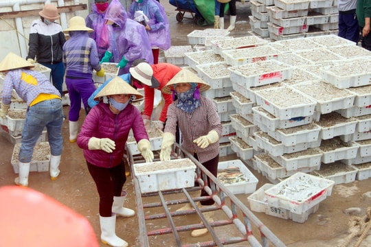 Hàng trăm tấn cá trỏng tươi rói cập cảng cá Nghệ An dịp cận Tết