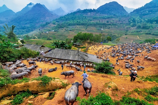 Năm Sửu nói về những phiên chợ trâu độc đáo