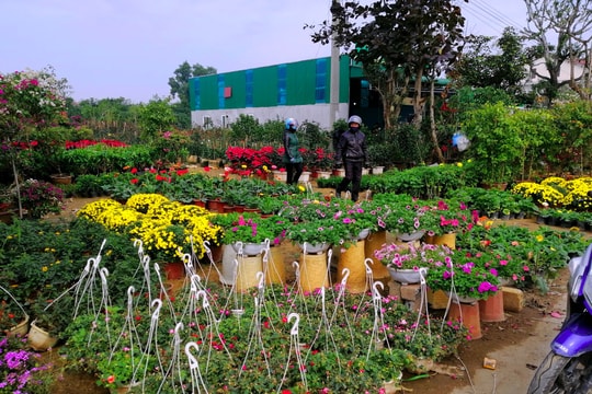 Điểm cho thuê bán cây cảnh Tết tại TP.Vinh tăng giá chóng mặt