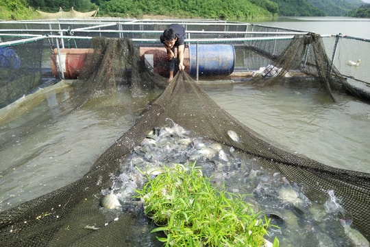 Đặc sản cá lồng ở Anh Sơn sẵn sàng phục vụ Tết