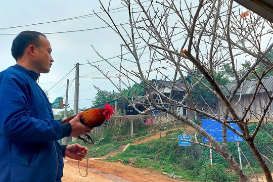 Bán đào đá trồng trong nương rẫy, người dân miền Tây Nghệ An kiếm chục triệu mỗi ngày