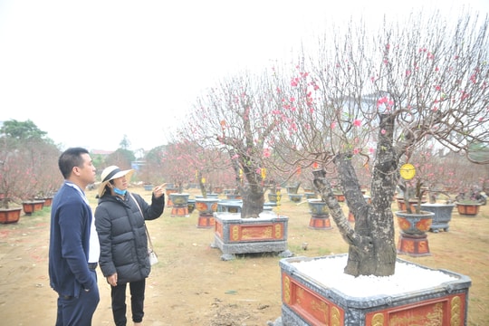 Nghệ An: Dịch vụ cho thuê đào, quất 'khủng' chơi Tết hút khách 