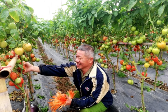 Nông dân Nghệ An trồng cà chua vụ đông thu lãi 25 triệu đồng/sào