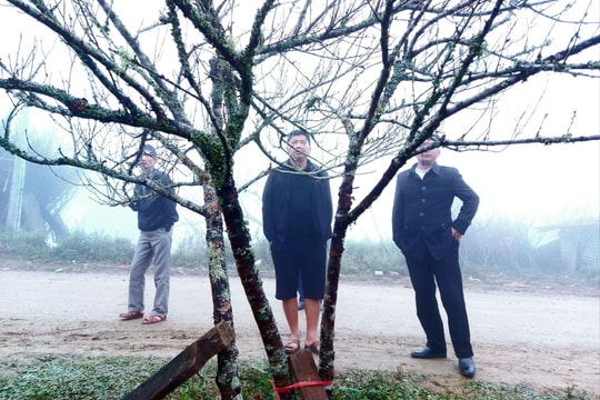 Cận cảnh những cây đào đá nguyên gốc ở vùng cao Nghệ An đang được vận chuyển về xuôi