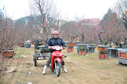 Tất bật nghề 'chở tết' cho khách ở thành phố Vinh