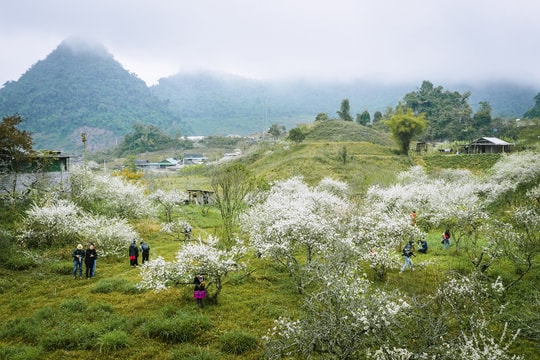 Hoa mận nở trắng trời ở miền Tây Nghệ An 